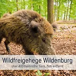 Natur-chalet Zum Nationalpark Marie-luise Inkl E-auto Allenbach