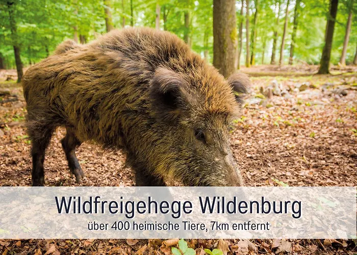 Natur-chalet Zum Nationalpark Marie-luise Inkl E-auto Allenbach